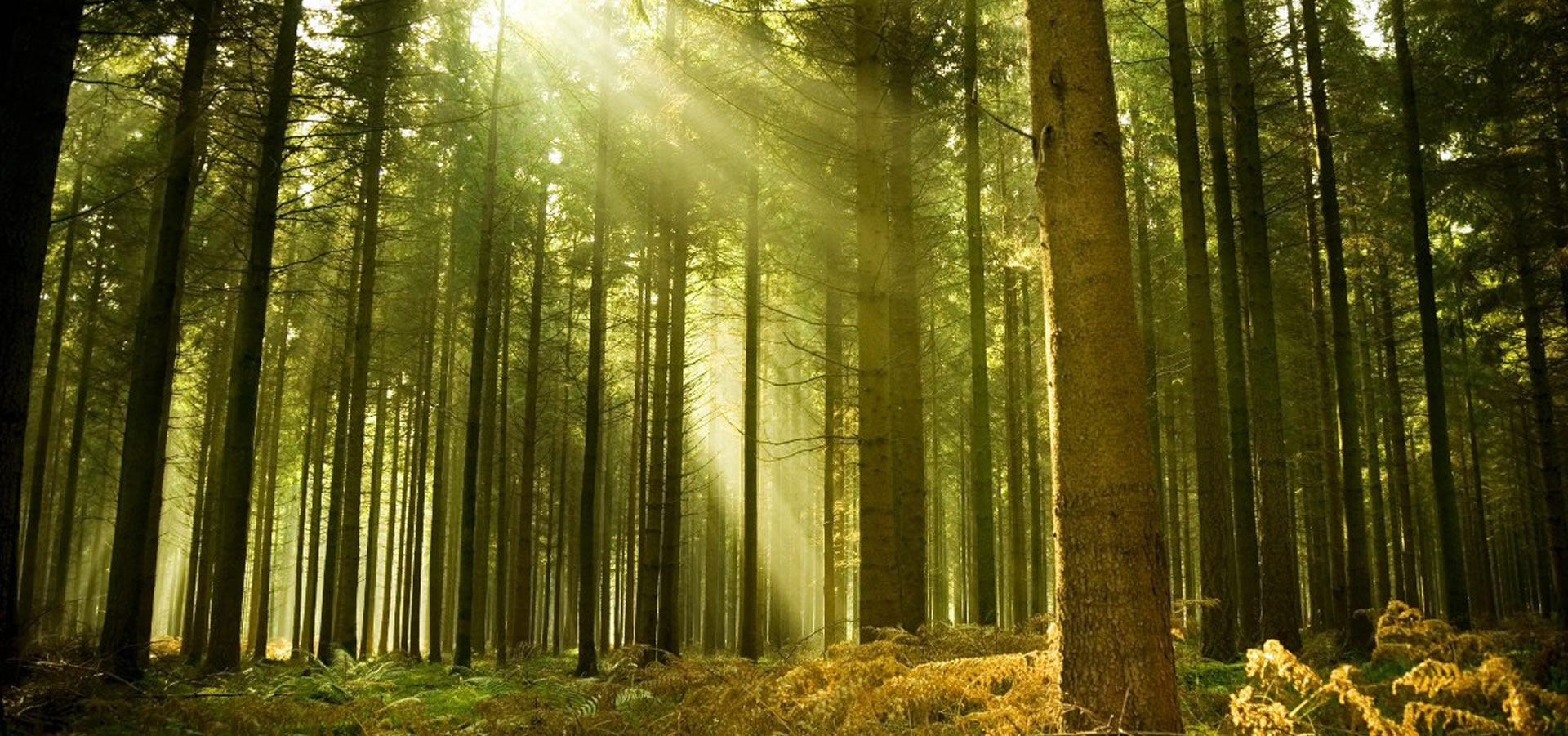CONCIENTES CON EL MEDIO AMBIENTE